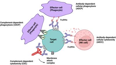 Antibody-mediated cell depletion therapies in multiple sclerosis